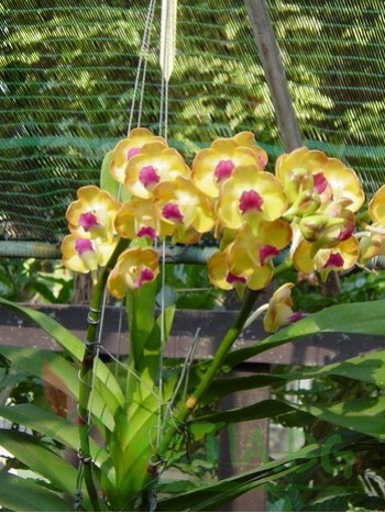 Ванда (Vanda Somsri Sunlight)